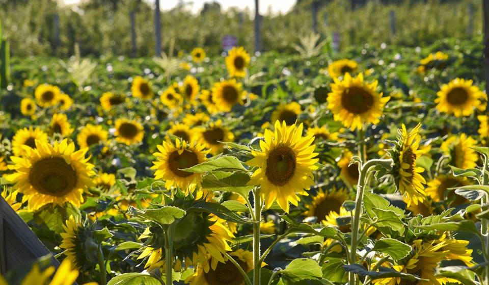 Long Island’s famous wine country is throwing a sunflower festival with apple picking, hayrides, and live music this weekend