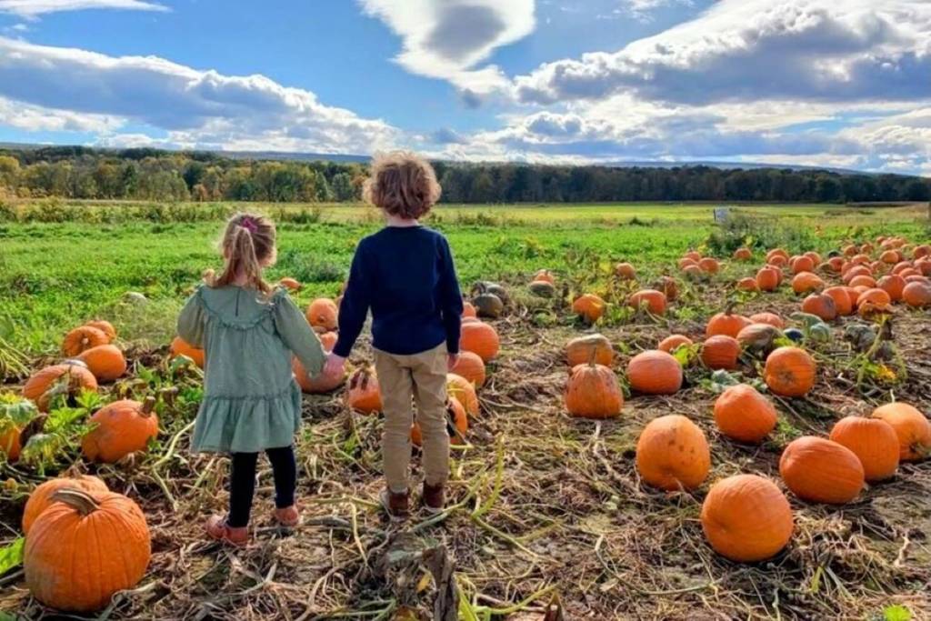 Una escapada de dos horas desde Nueva York te lleva a uno de los mejores campos de calabazas de Estados Unidos, con más de 35 atracciones, mullidas vacas de las Highlands, cañones de manzanas y un gnomo de jardín histórico de 13 pies.