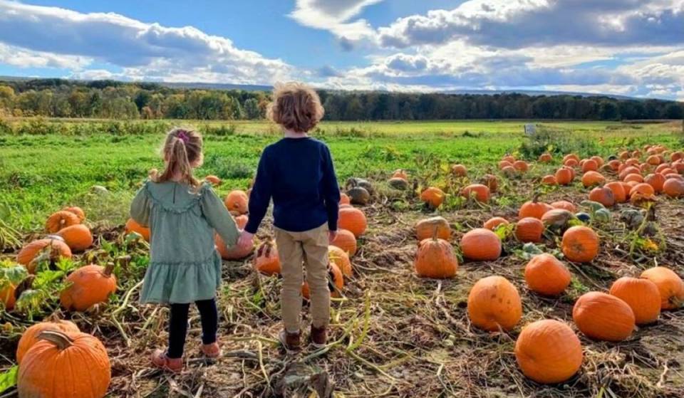 A 2-hour escape from NYC takes you to one of the best pumpkin patches in America — featuring 35+ attractions, fluffy Highland cows, apple cannons &amp; a historic 13-foot garden gnome