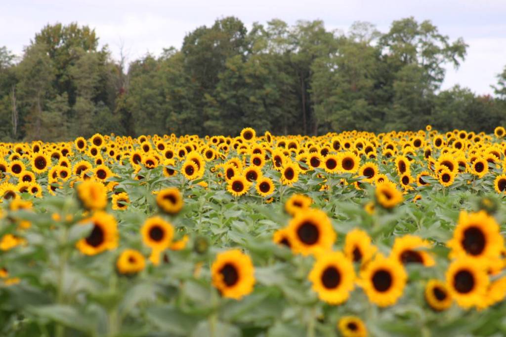 Spring Ridge Falol Farm The largest U-pick tulip farm in the U.S. has transformed into a 350 ...