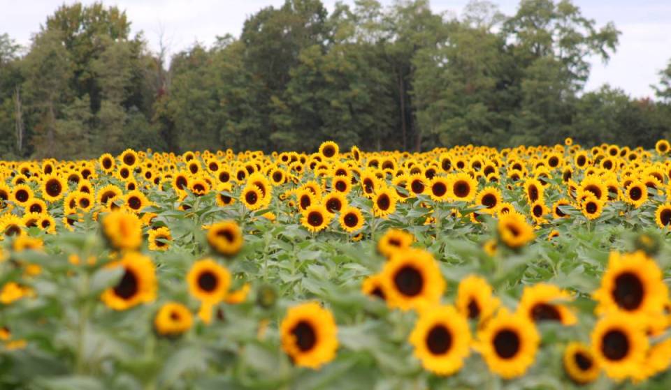 The largest U-pick tulip farm in the U.S. has transformed into a 350-acre sunflower-filled fall festival
