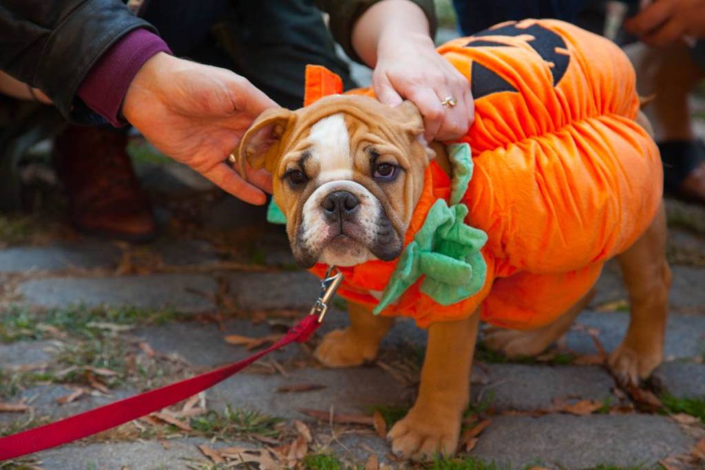 Hunde, die als Kürbis verkleidet sind