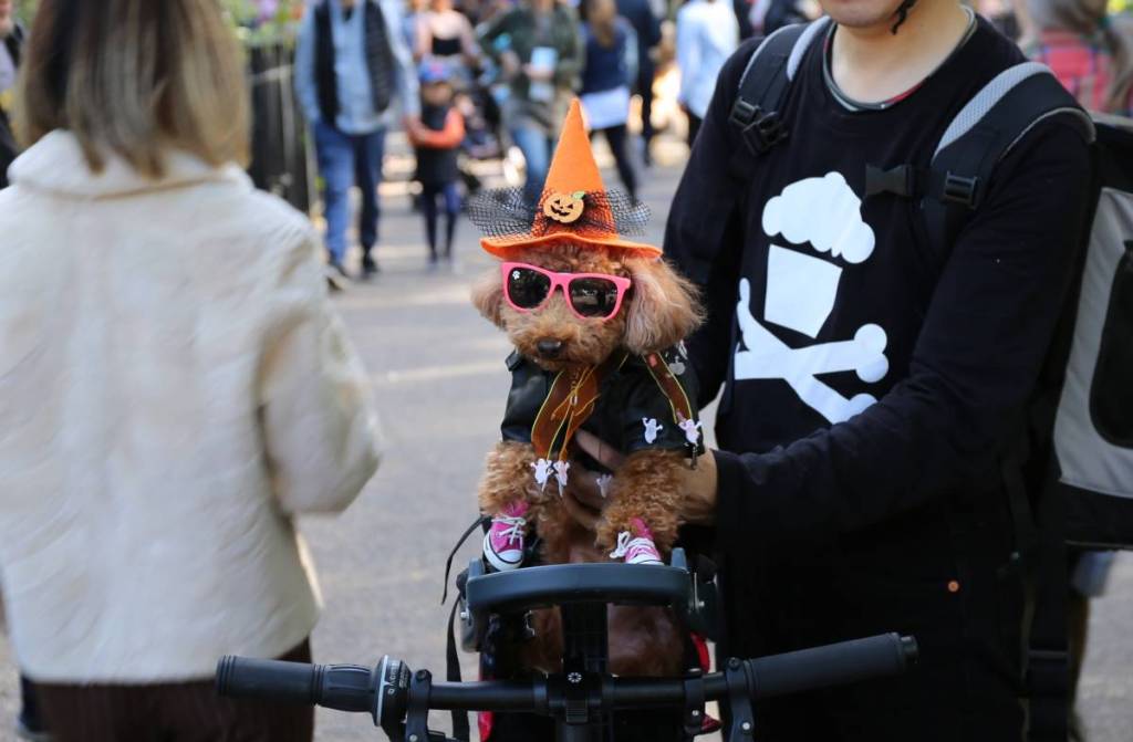 Hunde in Halloween-Kostümen