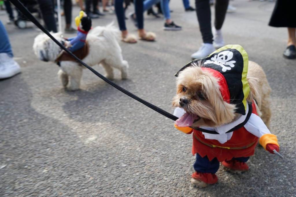 Hunde in Kostümen