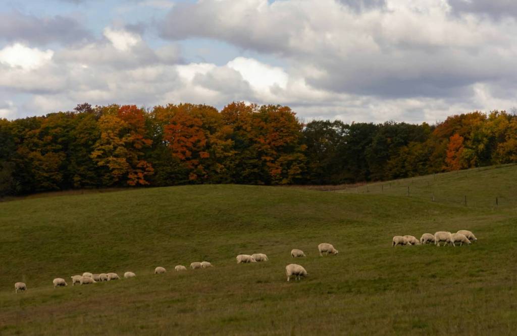 Este acogedor pueblecito del valle del Hudson cobra vida cada otoño con uno de los festivales de ovejas más grandes de Estados Unidos, con ovejas, llamas, alpacas, artesanía y delicias locales