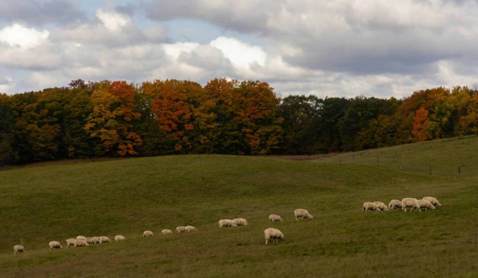 Diese gemütliche Stadt im Hudson Valley erwacht jeden Herbst mit einem der größten Schaf-Festivals Amerikas zum Leben – mit Schafen, Lamas, Alpakas, handgefertigtem Kunsthandwerk und lokalen Köstlichkeiten