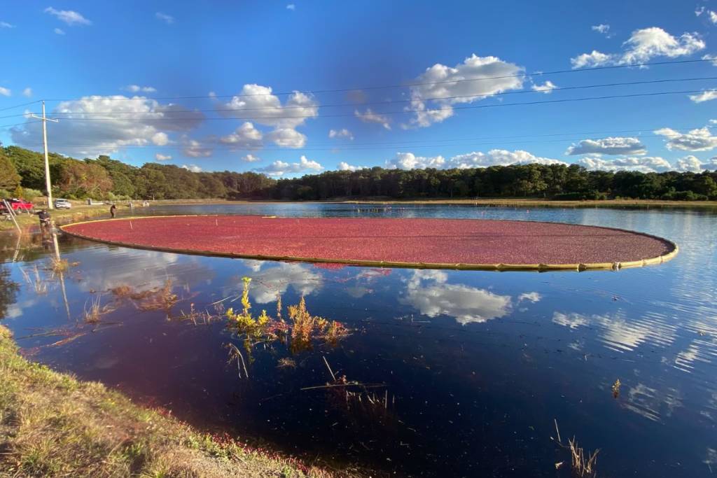 Hidden on the coast between New York and Boston: Walk alongside farmers at this historic Cape Cod cranberry harvest during the short autumn flood season