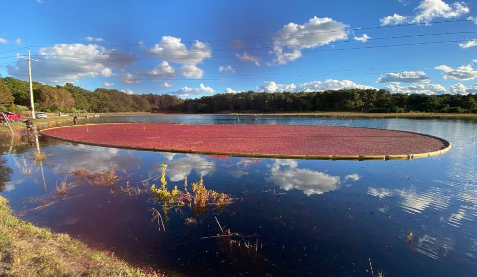 Versteckt an der Küste zwischen New York und Boston: Begleite die Bauern bei dieser historischen Cranberry-Ernte auf Cape Cod während der kurzen Herbstflutzeit