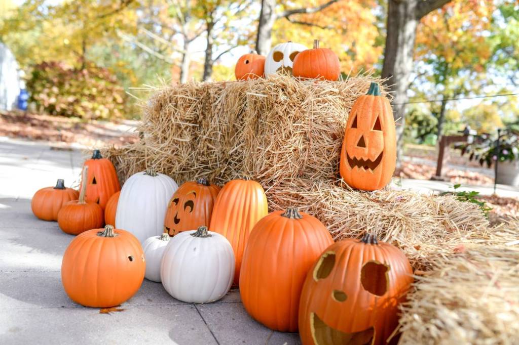 Der Queens Botanical Garden veranstaltet einen Halloween-Süßigkeiten-Parcours, Live-Shows und eine Erntebar für nur 10 Dollar