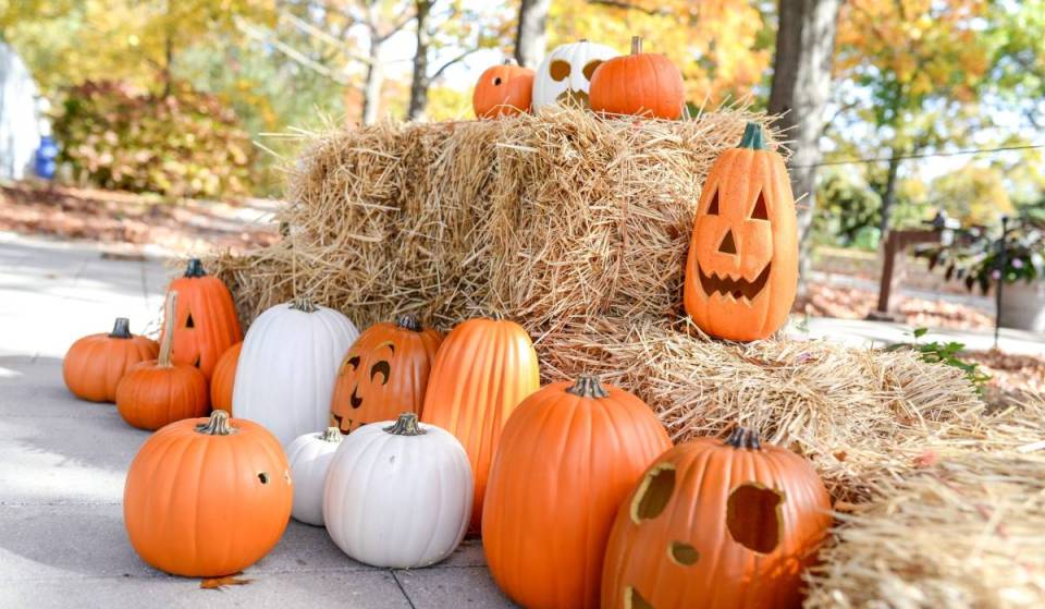 O Jardim Botânico do Queens vai oferecer um passeio de doces de Halloween, shows ao vivo e um bar temático de colheita por apenas US$ 10
