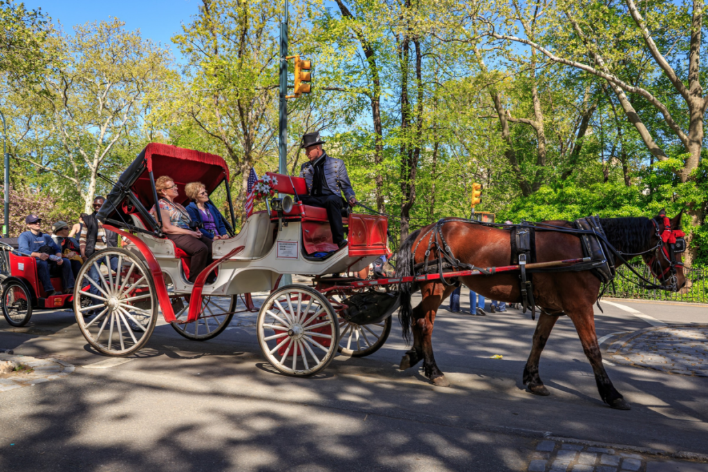 Eine traditionelle Pferdekutsche fährt durch den sonnigen Central Park in New York City. Touristen sitzen entspannt in der roten Kutsche, der Kutscher lenkt