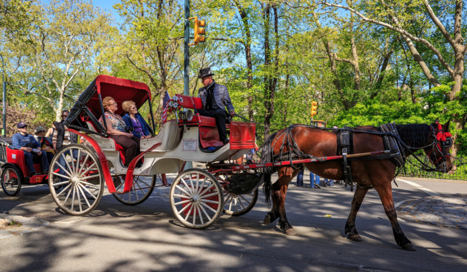 Behörden stimmen nächste Woche über das Verbot von Pferdekutschen im Central Park ab