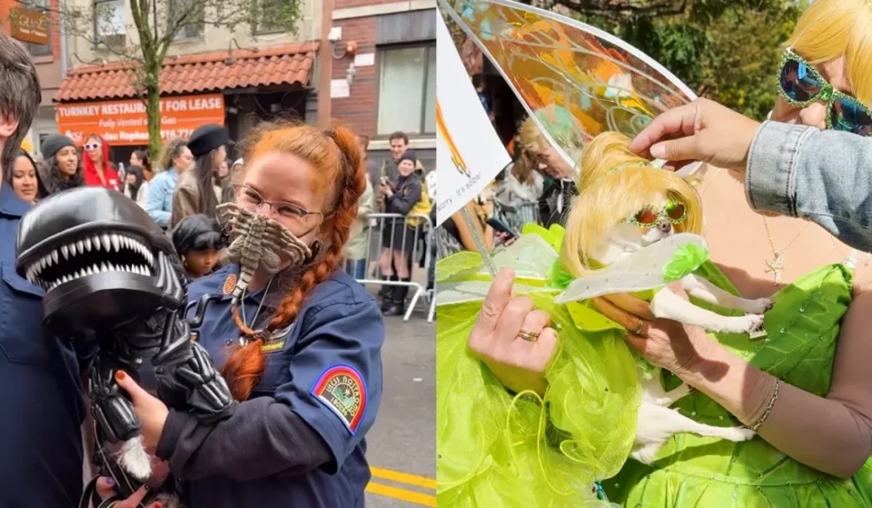 Tompkins Square Halloween Dog Parade video in NYC