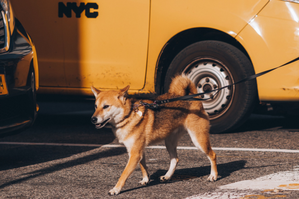 Hund vor einem Taxi in NYC 2