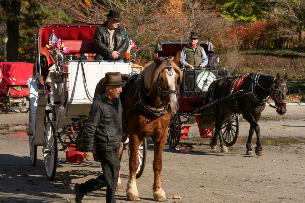 Central Park horse-drawn carriage in New York City