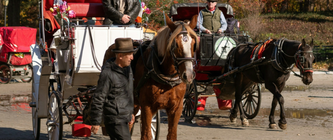 Breaking: NYC officially bans Central Park horse-drawn carriages after 168 years in historic vote
