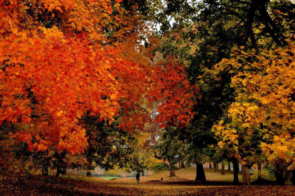 This free fall foliage canoe ride takes you through a scenic lake without leaving NYC — but it’s only happening this Sunday