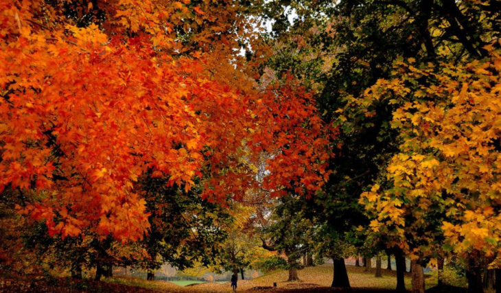 This free fall foliage canoe ride takes you through a scenic lake without leaving NYC — but it’s only happening this Sunday