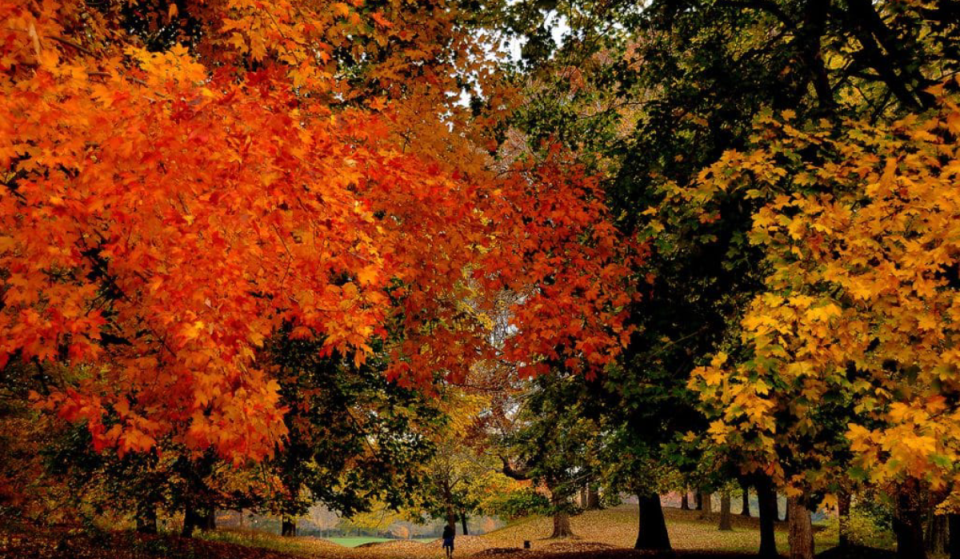 This free fall foliage canoe ride takes you through a scenic lake without leaving NYC — but it’s only happening this Sunday