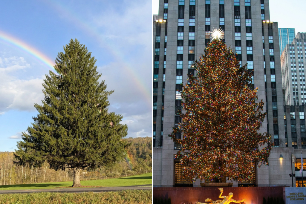 This charming upstate NY small town is gifting NYC its 2026 Rockefeller Center Christmas tree