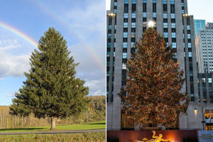 This charming upstate NY small town is gifting NYC its 2026 Rockefeller Center Christmas tree