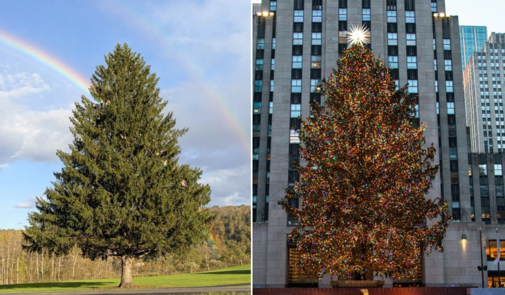 This charming upstate NY small town is gifting NYC its 2026 Rockefeller Center Christmas tree