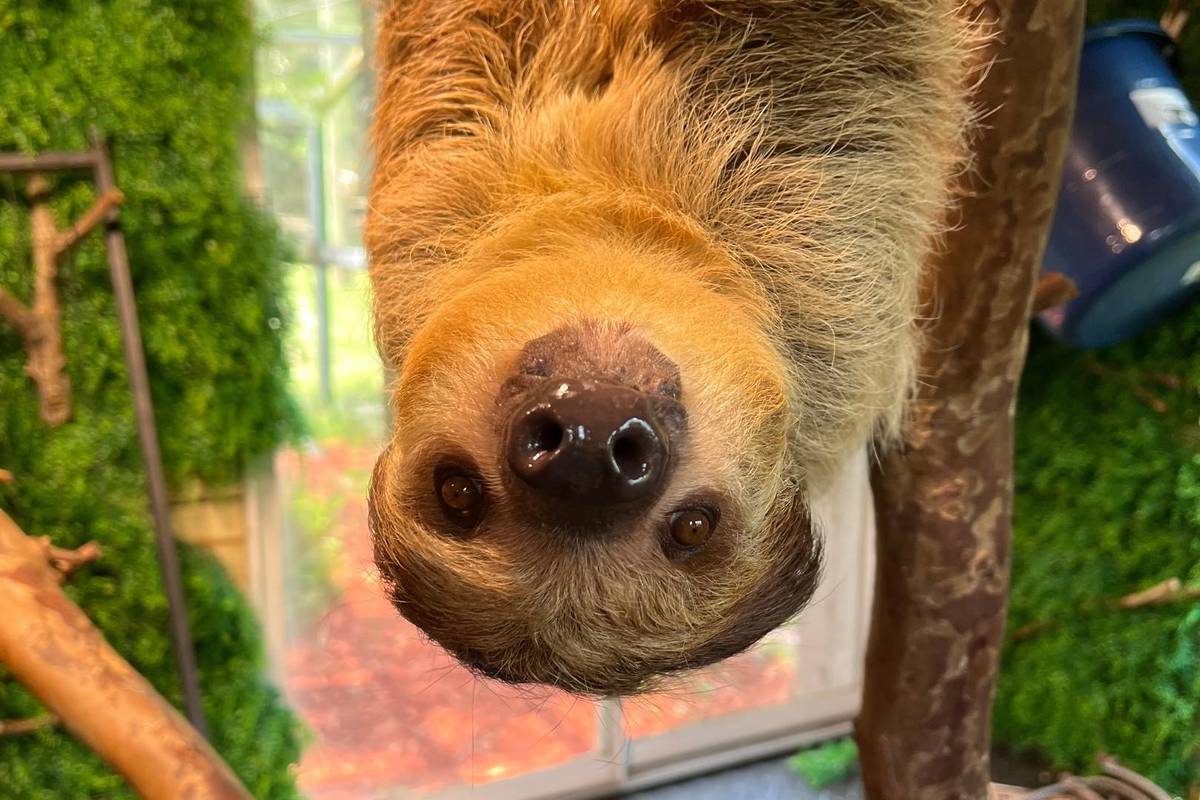 sloth hanging upside down
