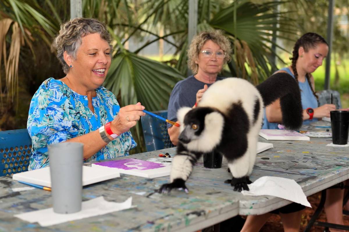painting with lemurs at Chase Sanctuary & Wildlife Conservancy