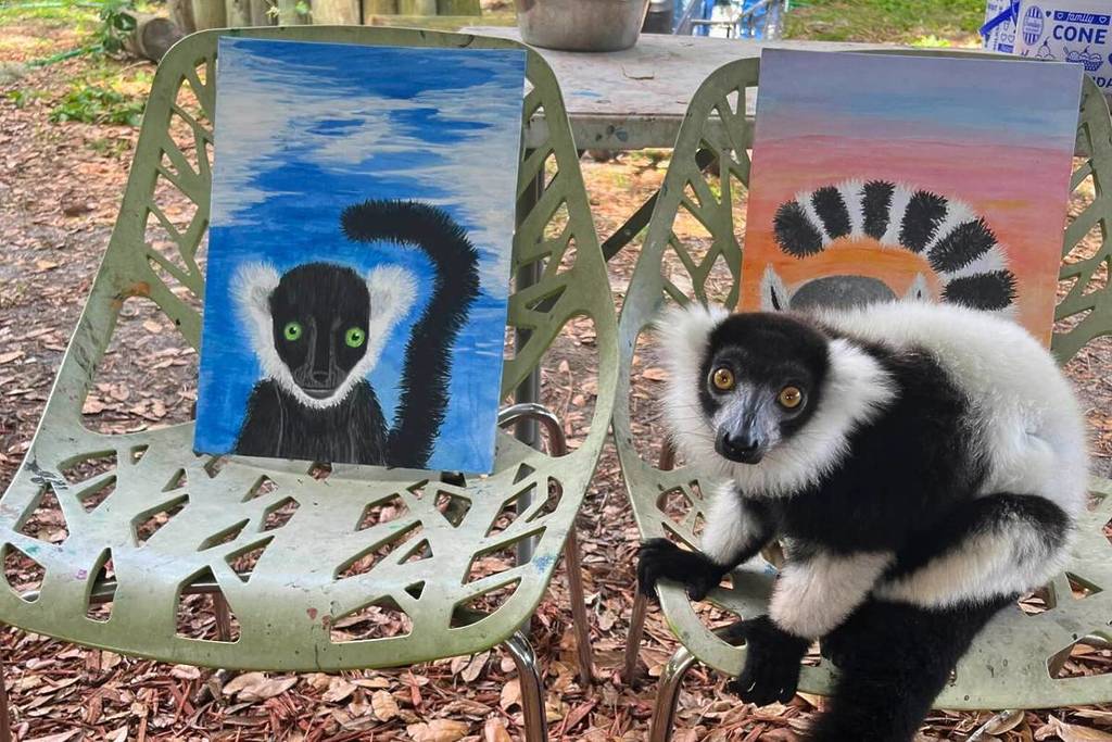 painting with lemurs at Chase Sanctuary & Wildlife Conservancy