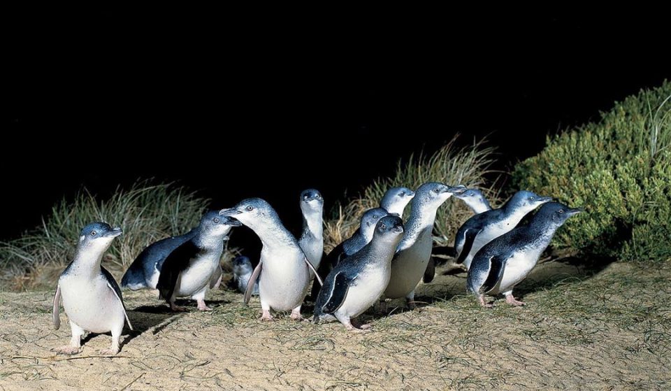 Waddle Waddle, Happy Feet, Phillip Island&#8217;s Penguin Parade Marches Live Onto Penguin TV