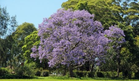 Where To See Perth’s Blooming Purple Jacaranda Trees This Spring
