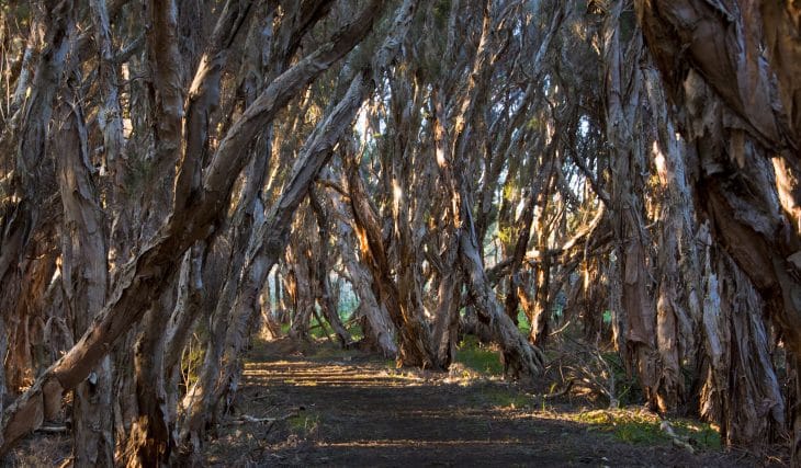 7 Wonderful Perth Walks To Put Spring In Your Step