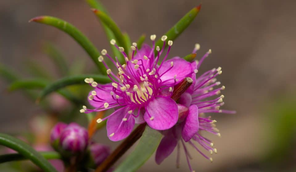 Go For A Walk On The Wild Side At The Reynoldson Reserve Wildflower Festival