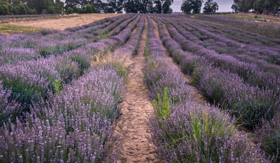 Take A Day Trip To Yanchep For Lagoon Swimming And Lavender Field Visits