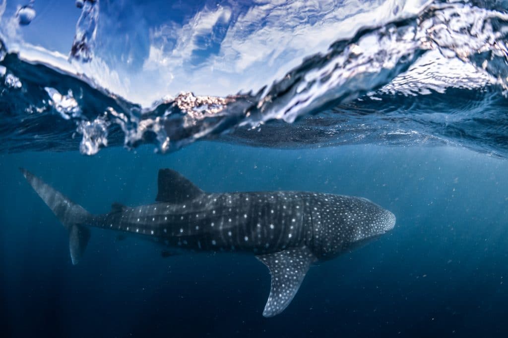 a photo of a whale shark up close