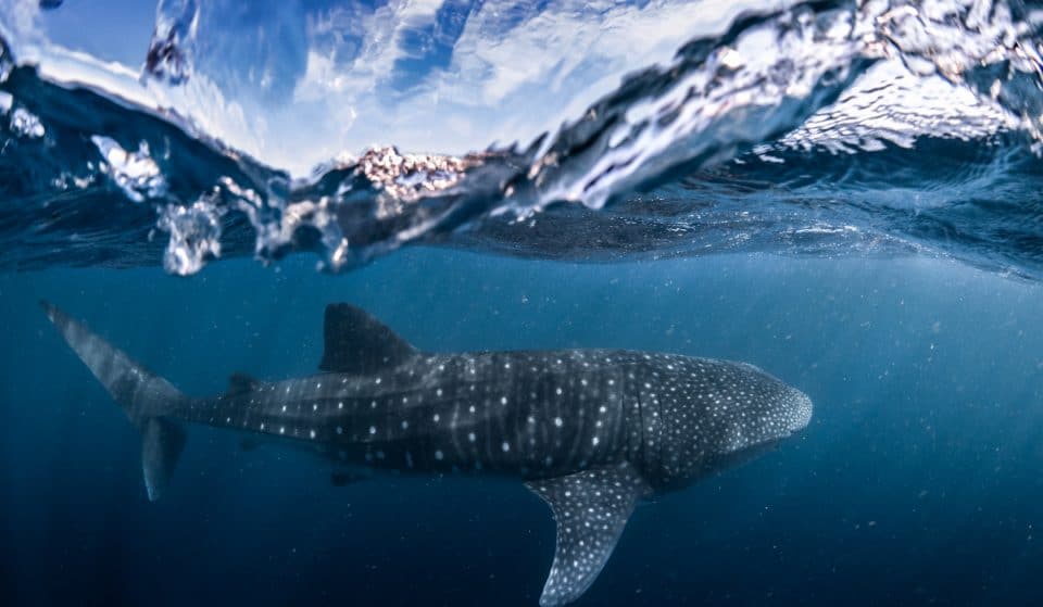 WA Wins Big At The Qantas Australian Tourism Awards