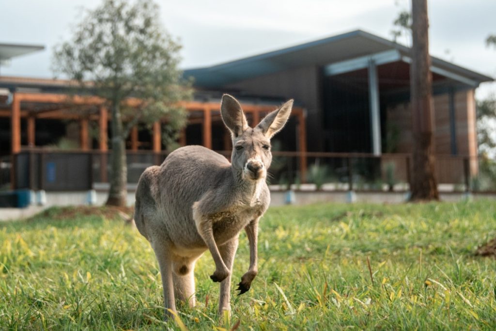 Wake Up To Kangaroos, Emus And Koalas At The Irwin Family’s Newly Opened ‘Crocodile Hunter Lodge’ On The Sunshine Coast