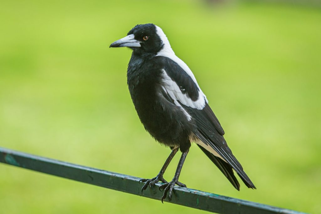 How To Protect Yourself From The Devil’s Spawn AKA Swooping Magpies This Spring