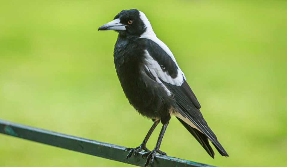 How To Protect Yourself From The Devil’s Spawn AKA Swooping Magpies This Spring