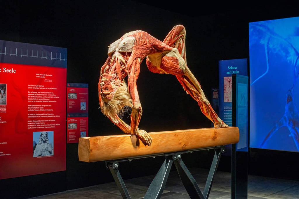 A plastinated model of a gymnast on a balance beam at BODY WORLDS.