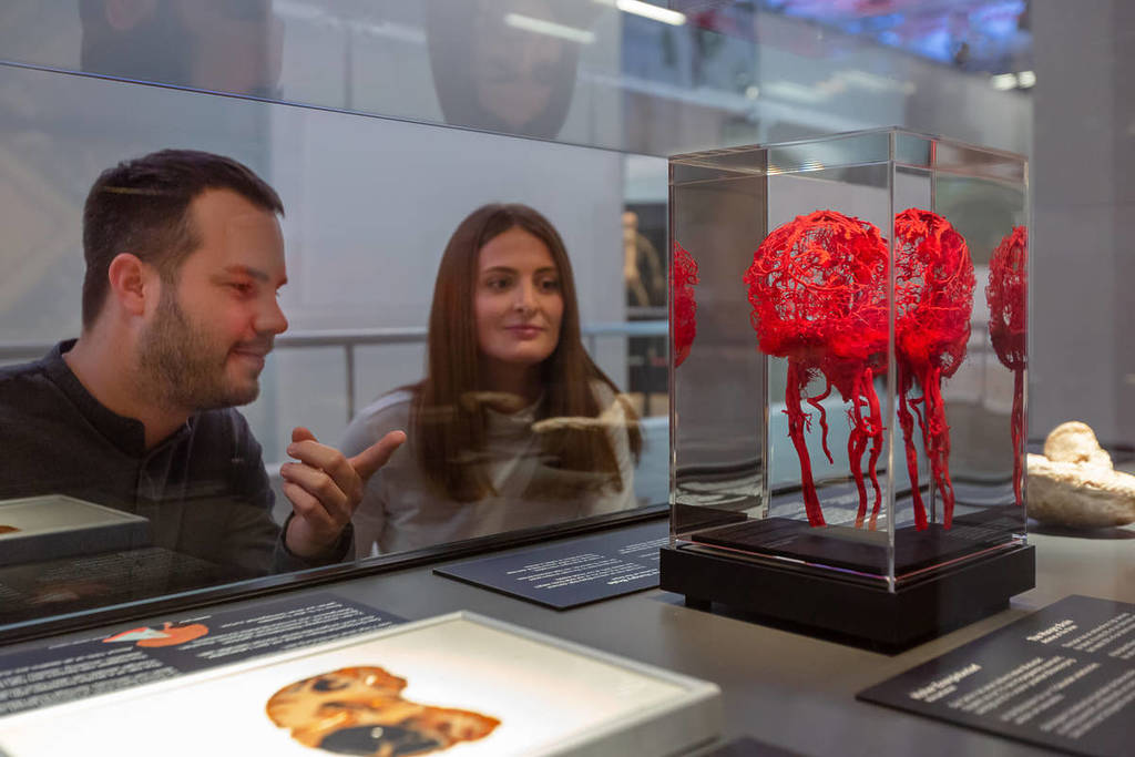 Two friends look at a model of the blood vessels in the brain inside a glass cabinet at BODY WORLDS.