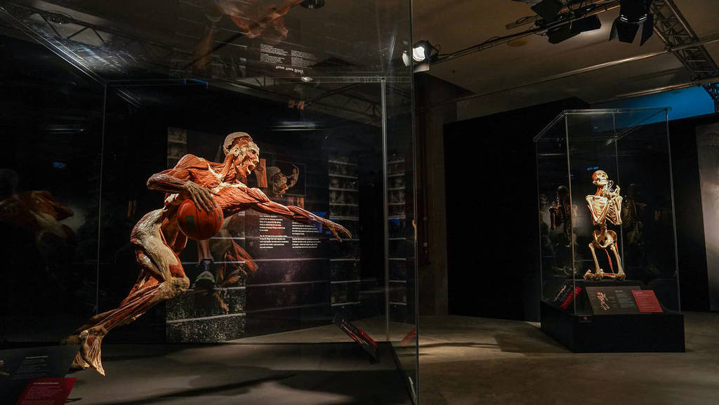 A full-body plastinate of a basketball player at BODY WORLDS: The Anatomy of Happiness.