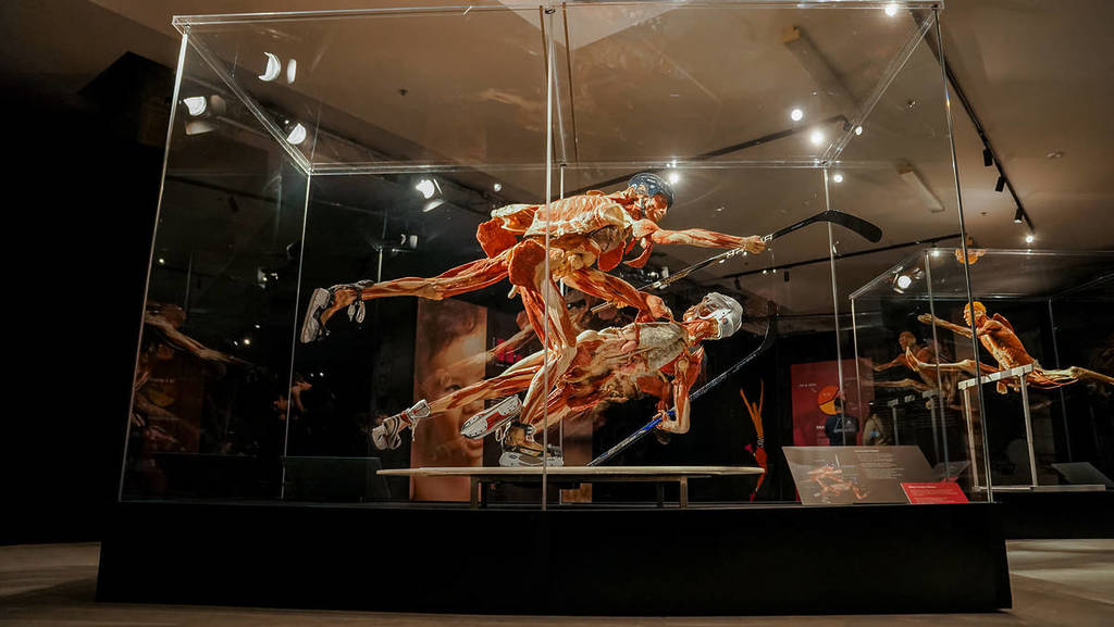 A full-body plastinate of a hockey player at BODY WORLDS: The Anatomy of Happiness.