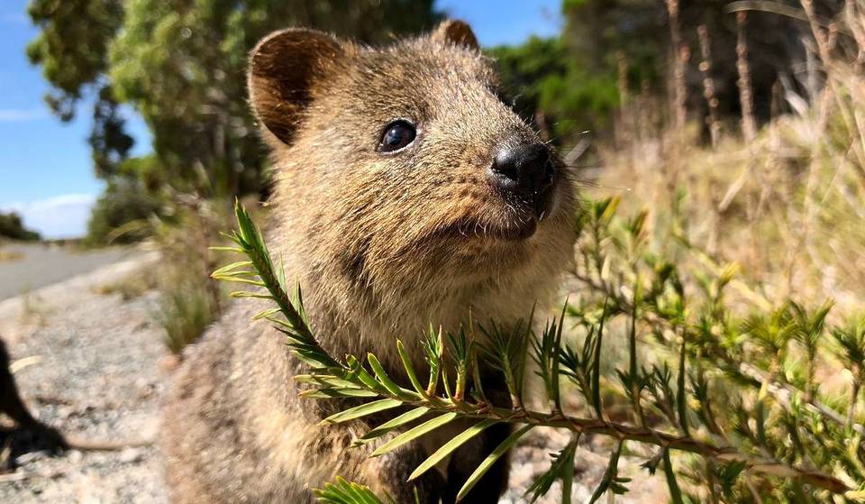 This Stunning WA Island Is Known As ‘Quokka Paradise’ — And It’s Just A Ferry Ride Away From Perth