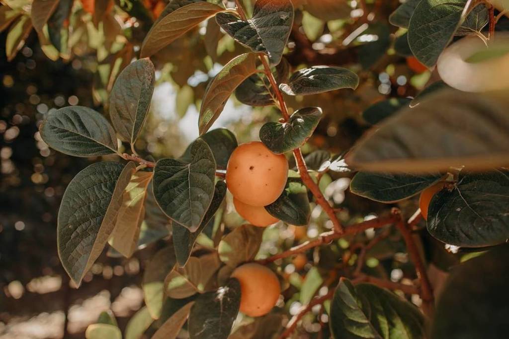 The image shows a closeup of a persimmon hanging on a tree branch at Raeburn Orchards in the Perth Hills