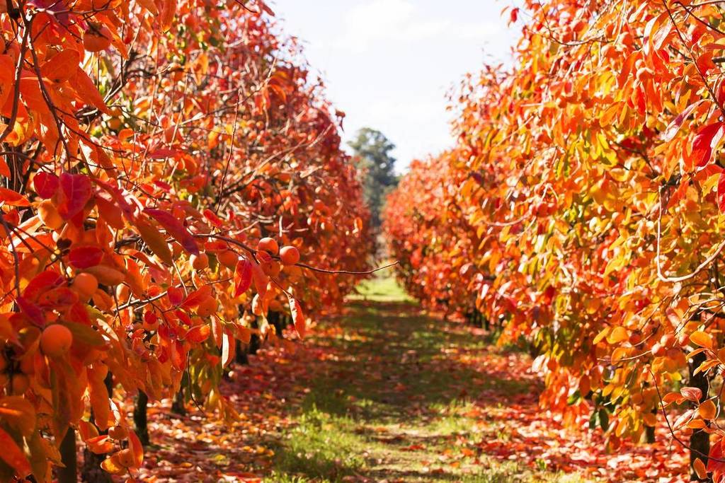 A glimpse through a passage at Raeburn Orchards with red-orange trees on both sides, parting the road like a corridor.