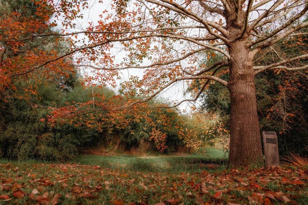A picture of a snippet of Blackwood River Tourist Drive's Golden Valley Tree park