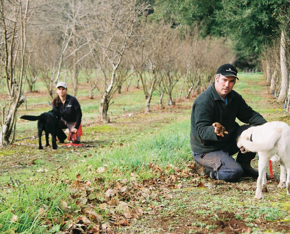 Truffle-hunting