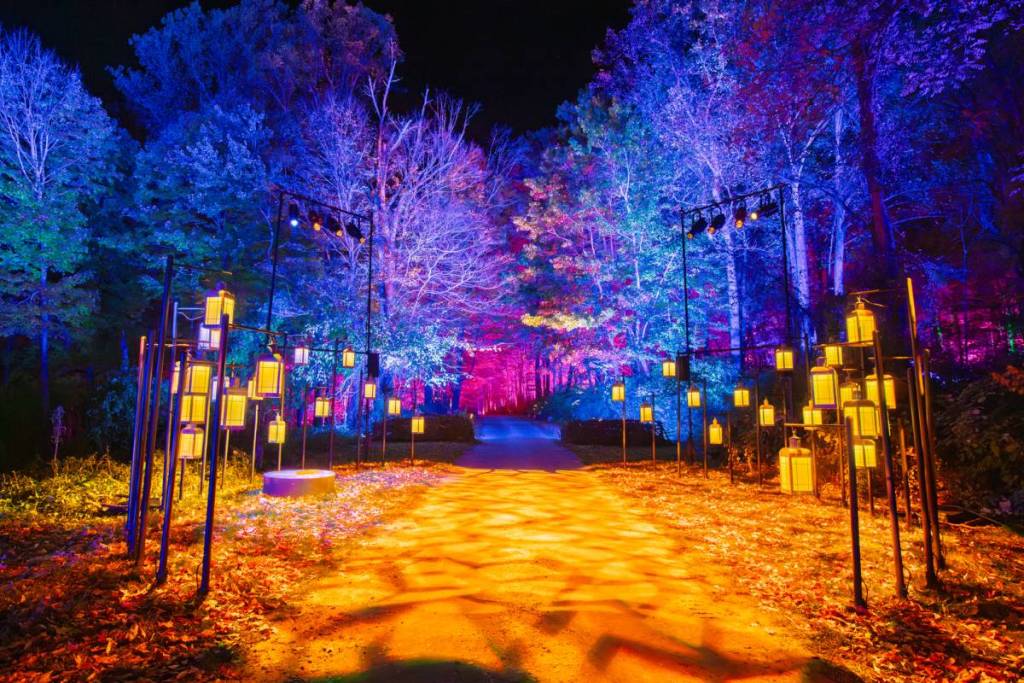 The Forbidden Forest trail illuminated with glowing lanterns.