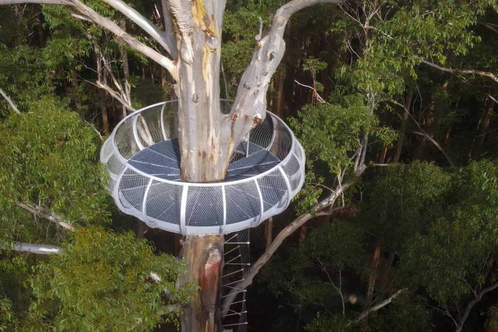 Gloucester tree